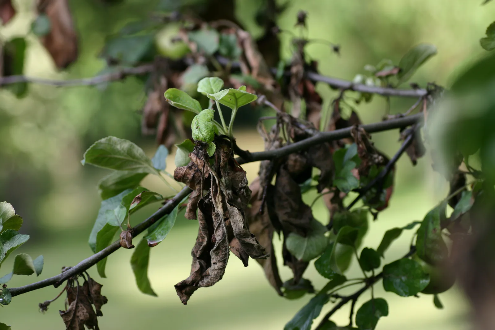 Apple tree severely affected by fire blight with blackened branches visible throughout the canopy