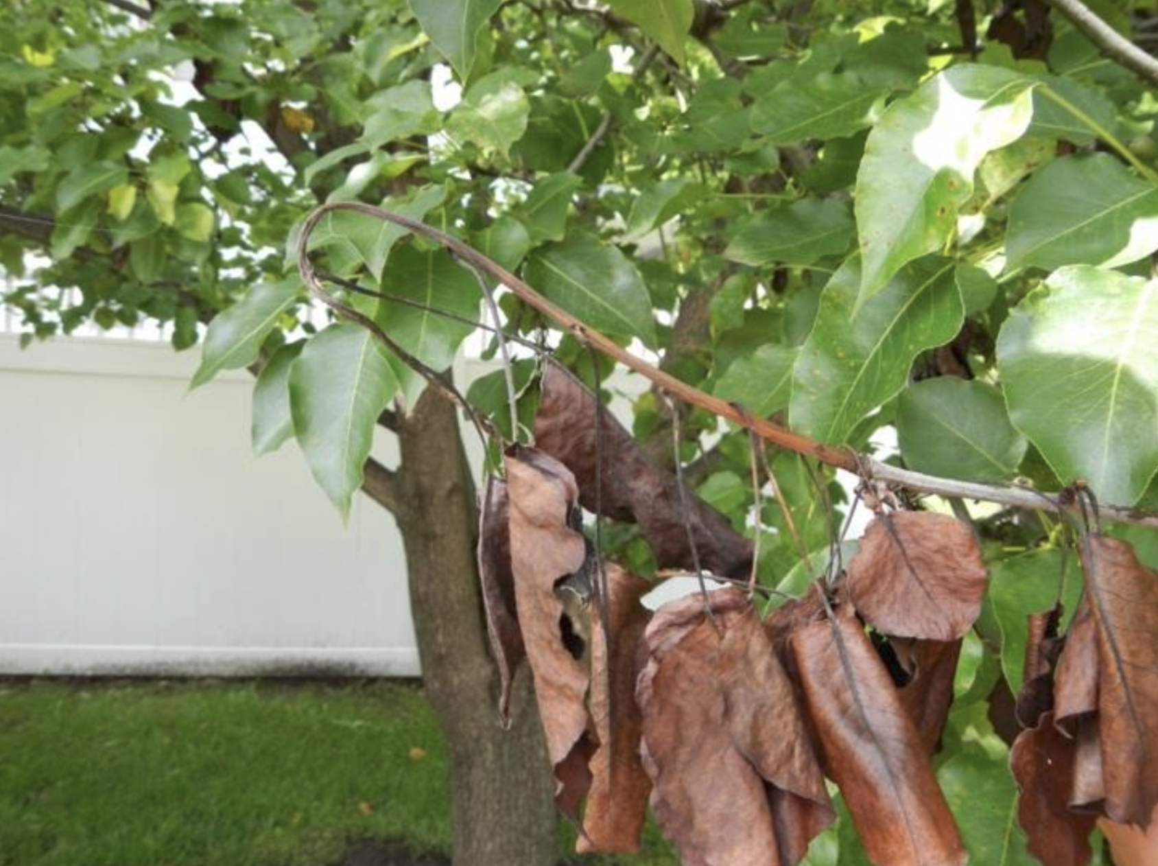 Fire blight shepherd's crook symptom on pear tree