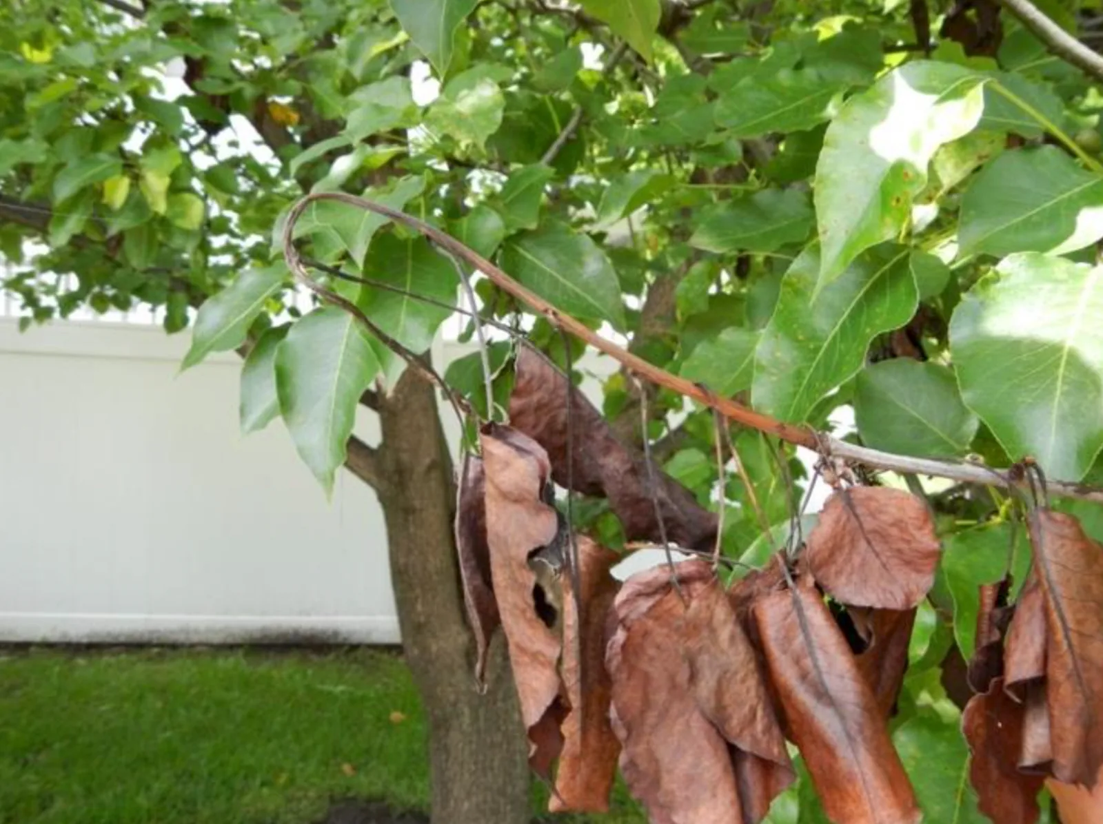 Fire blight shepherd's crook symptom on pear tree