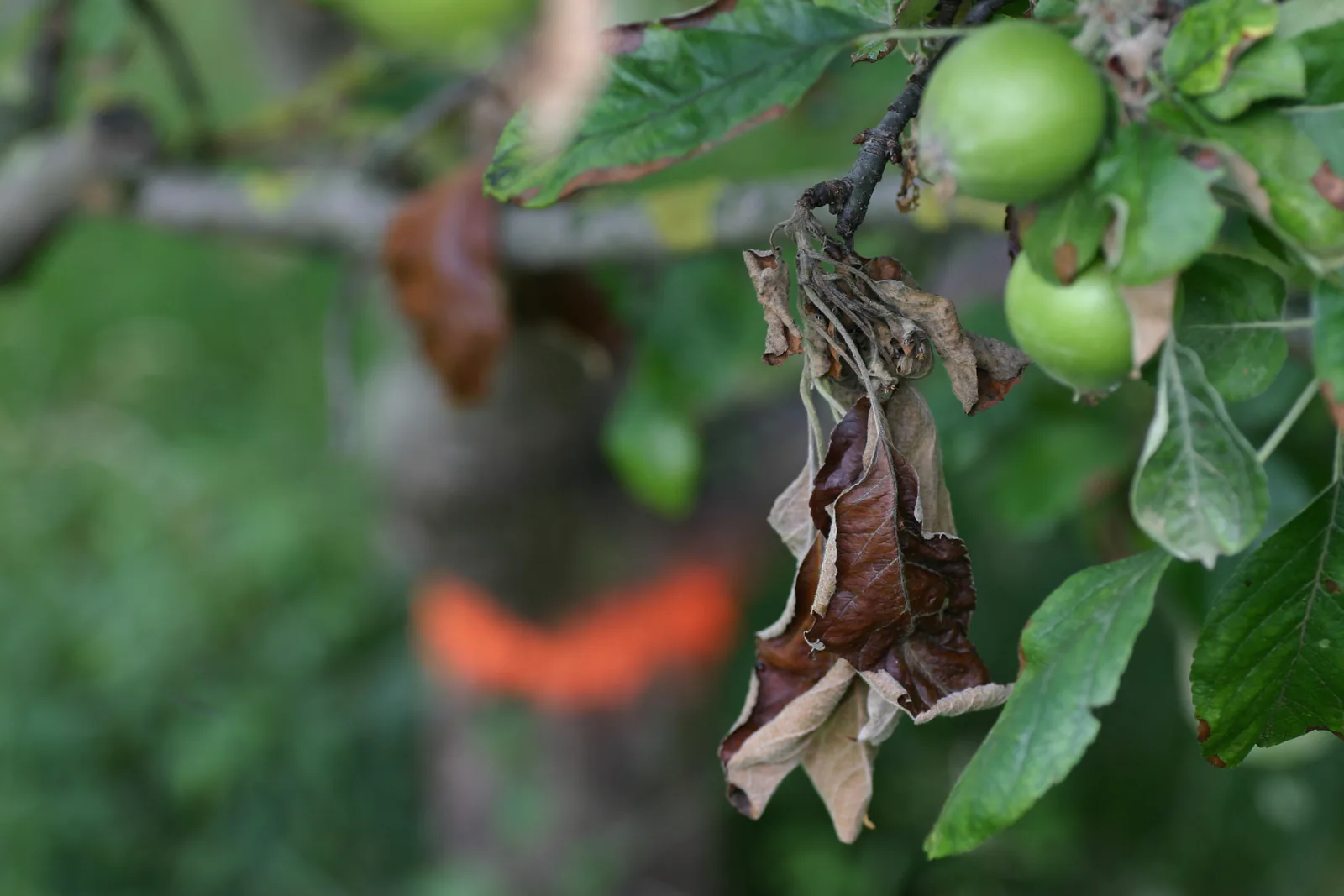 Apple tree with fire blight infection, with branches marked for removal by an arborist