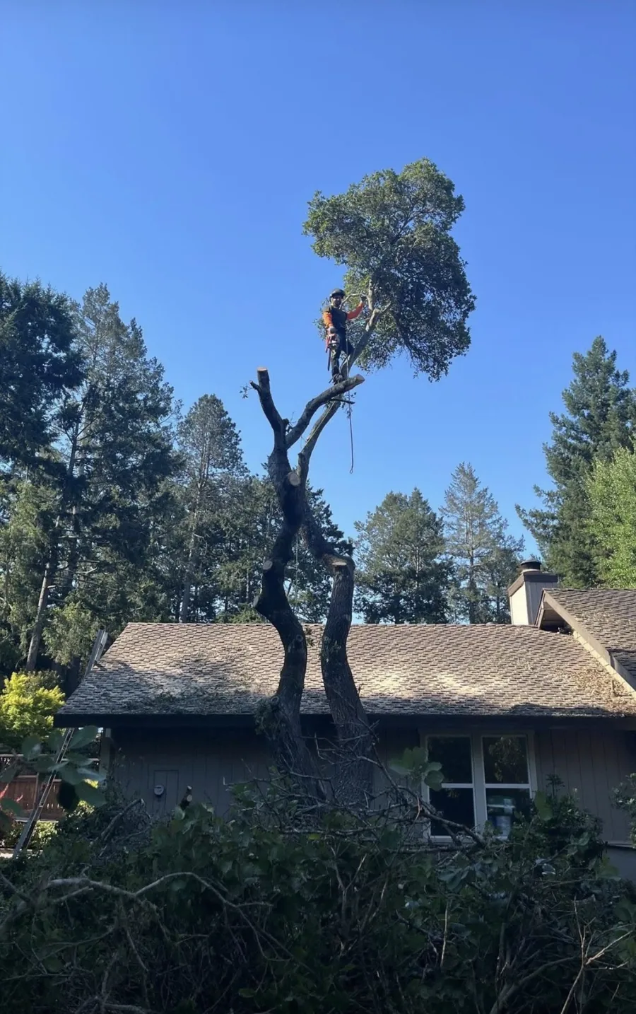 Expert tree removal crew safely removing a tree near a house in San Rafael