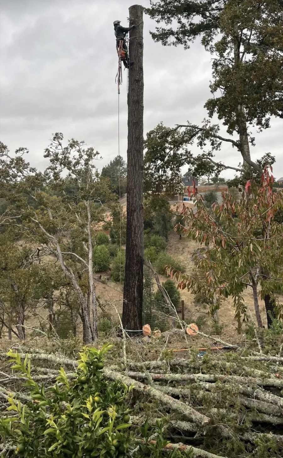 Tyler Green performing expert tree removal work in Marin County