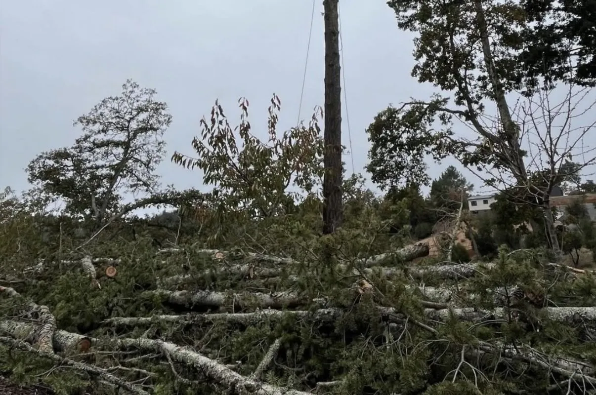 Emergency tree services in Marin County