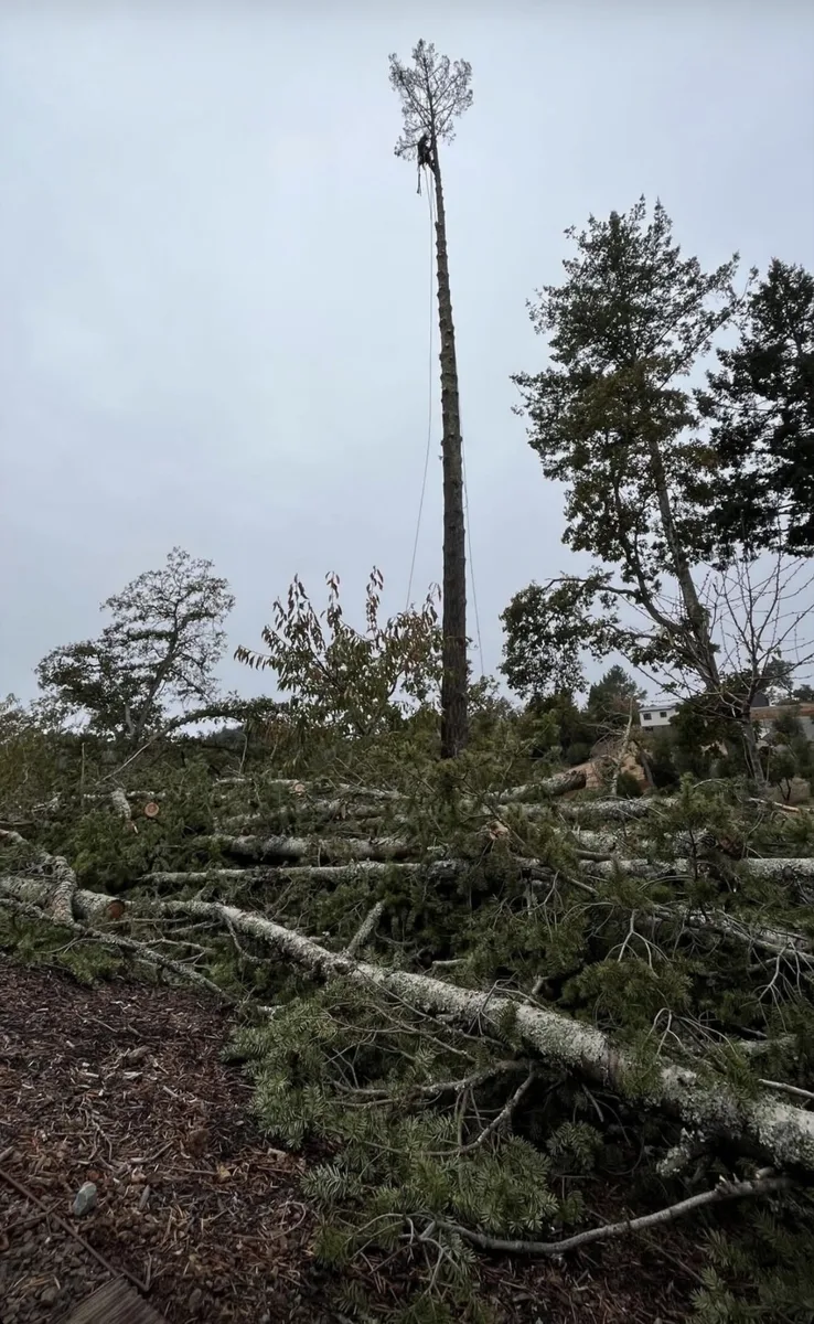 Emergency tree cleanup with debris and cut branches on residential property