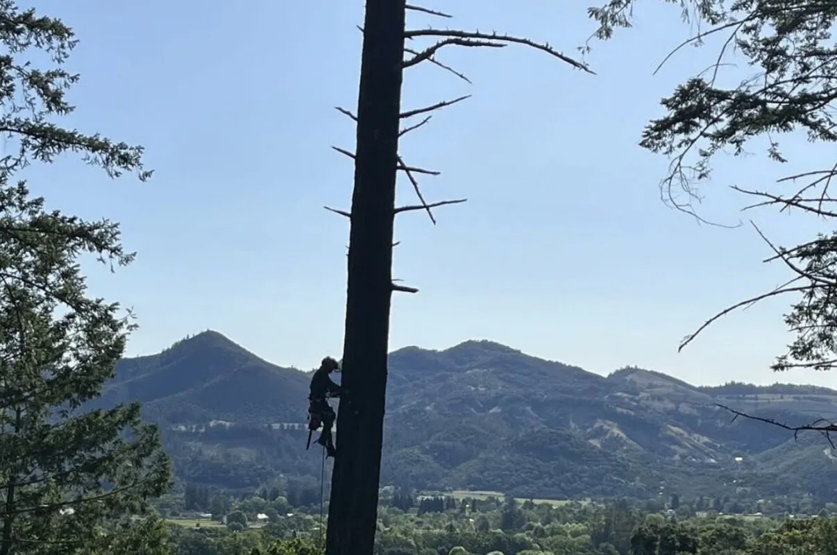 Tree removal service in San Rafael