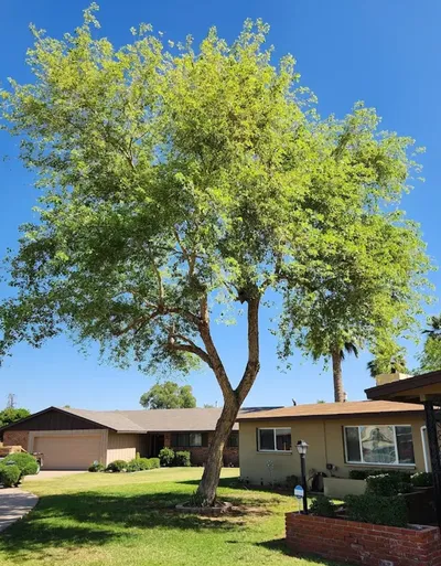 A properly pruned tree after professional trimming in Marin County