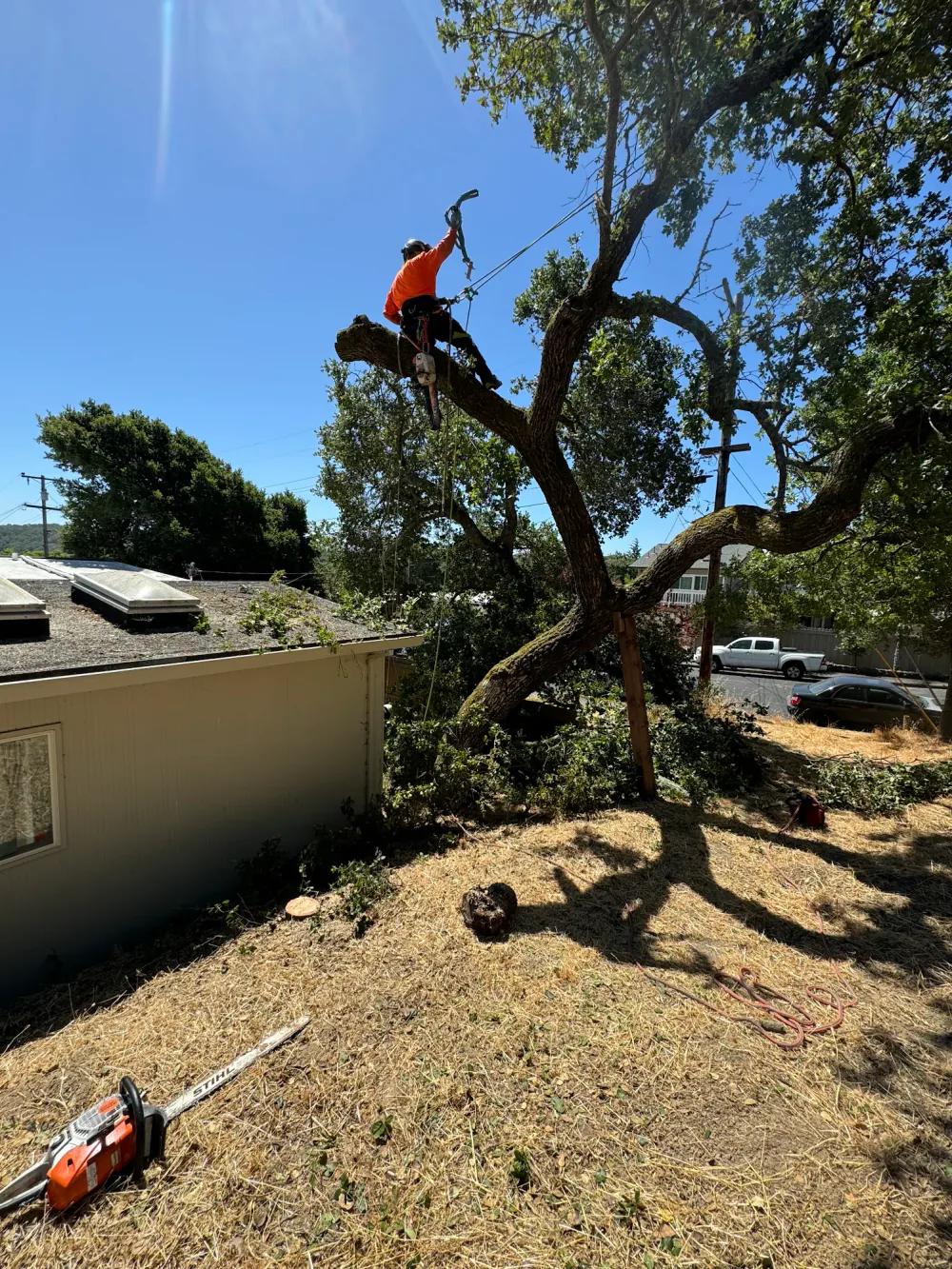 Tyler high up in the tree before removal