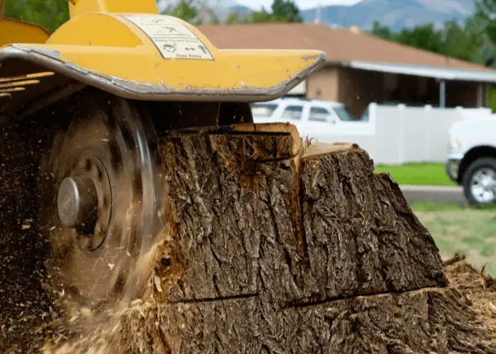 Stump grinding service