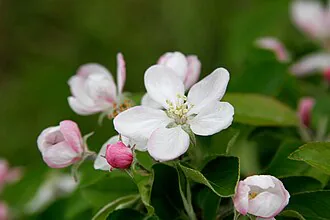 Apple tree blossoms – Malus domestica
