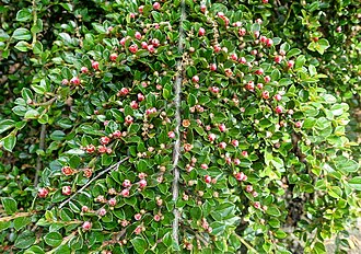 Cotoneaster horizontalis with red berries