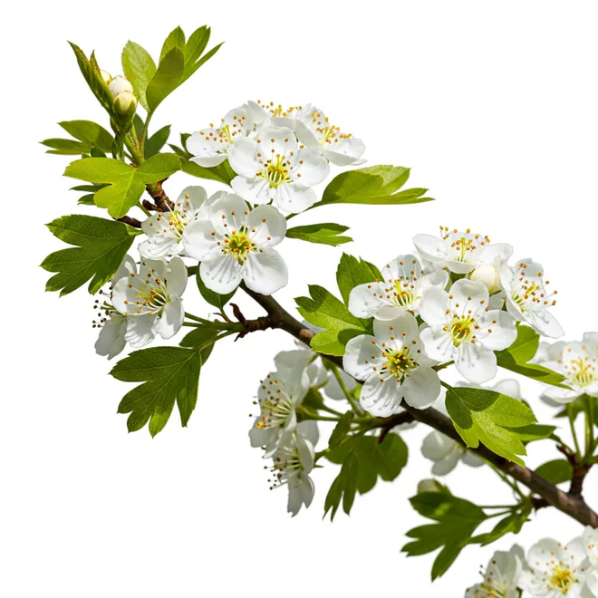 Hawthorn in flower – Crataegus monogyna