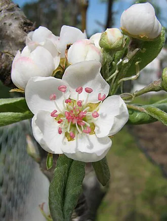 Pear tree in bloom – Pyrus communis