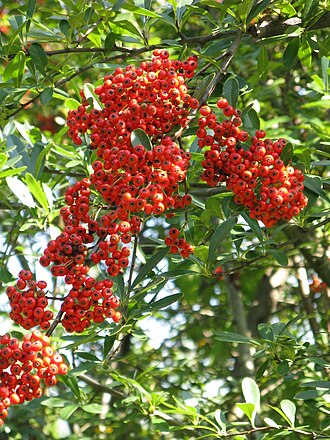 Pyracantha firethorn with berries