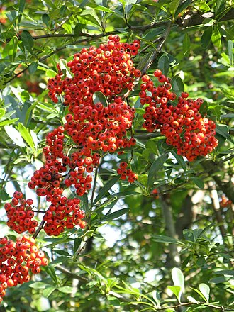 Pyracantha firethorn with berries