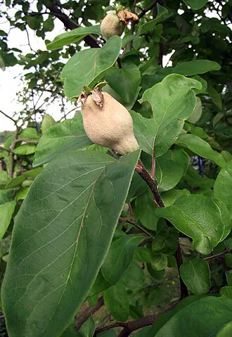 Quince fruit – Cydonia oblonga
