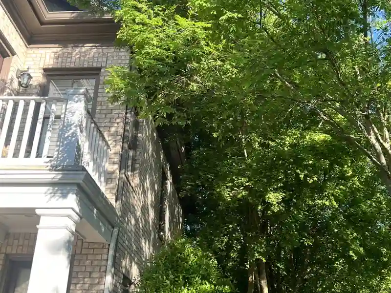 Mature tree before a professional trimming assessment