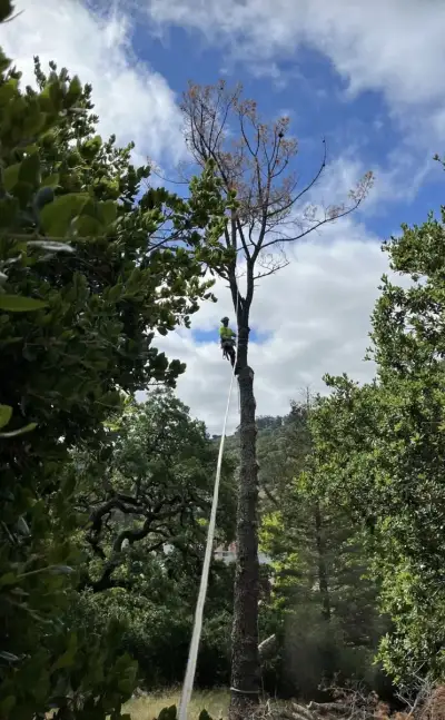 Tyler Green climbing a tree – ISA Certified Arborist