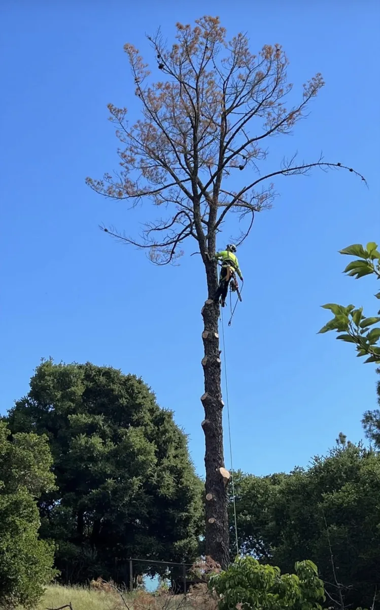 Tyler Green performing tree work high in a canopy